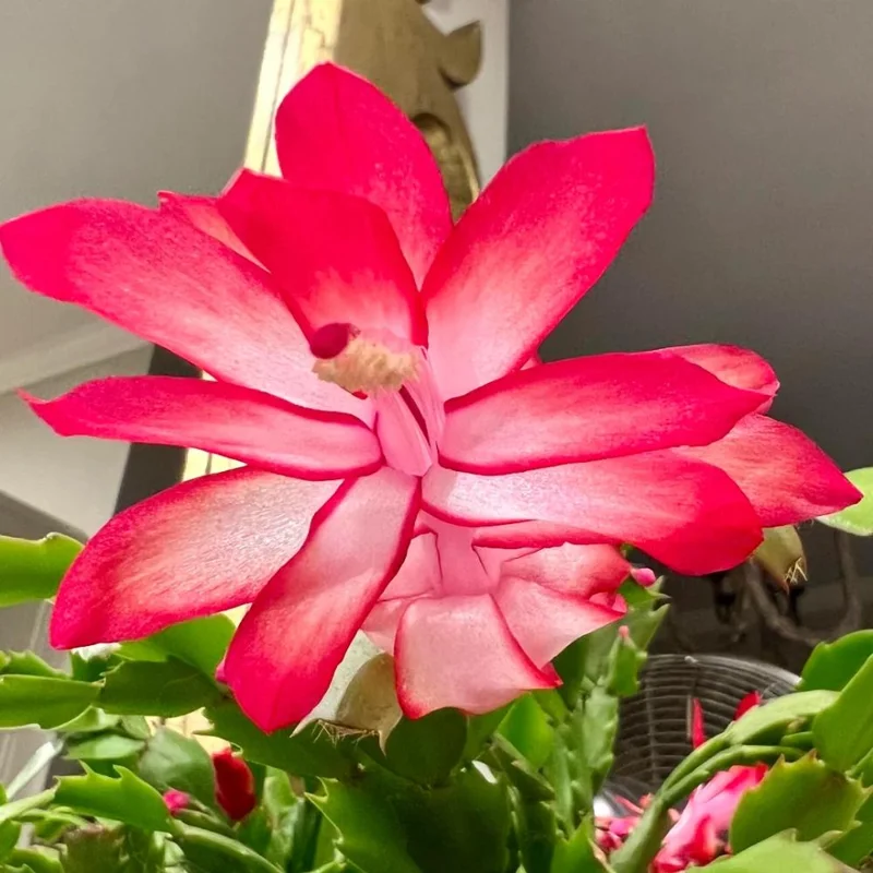 Thanksgiving Cactus Live Plant - Red Flowers, 4-6 Inches Tall in 4 Inch Pot, Holiday Succulent for Hanging Baskets - Image 2