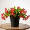 Thanksgiving Cactus Live Plant - Red Flowers, 4-6 Inches Tall in 4 Inch Pot, Holiday Succulent for Hanging Baskets - Image 1