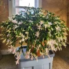 Thanksgiving Cactus Live Plant – White Flowers, 4 Inch Pot, 4-6 Inches Tall - Image 1