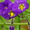 Thunbergia Erecta King's Mantle Purple Live Plant Cuttings – 7 Unrooted 6" Cuttings Thunbergia Erecta King's Mantle Purple Live Plant Cuttings – 7 Unrooted 6" Cuttings - Image 1