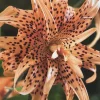 Tiger Lily Live Plant - Lilium Lancifolium Orange Black Spots Double Flower Tiger Lily Live Plant - Lilium Lancifolium Orange Black Spots Double Flower - Image 1