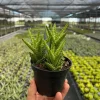 Tiger Tooth Aloe Live Plant - Aloe Juvenna in 4" Pot - Indoor/Outdoor Succulent Tiger Tooth Aloe Live Plant - Aloe Juvenna in 4" Pot - Indoor/Outdoor Succulent - Image 1