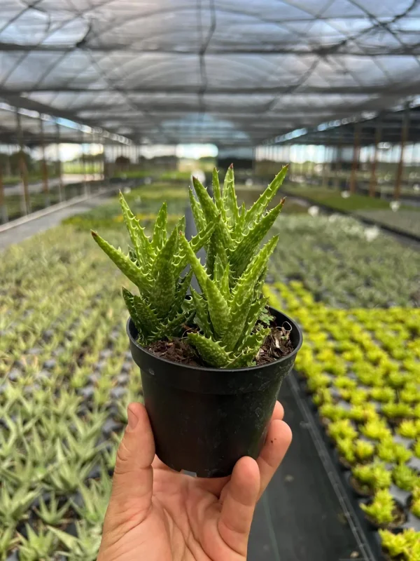 Tiger Tooth Aloe Live Plant - Aloe Juvenna in 4" Pot - Indoor/Outdoor Succulent - Image 1