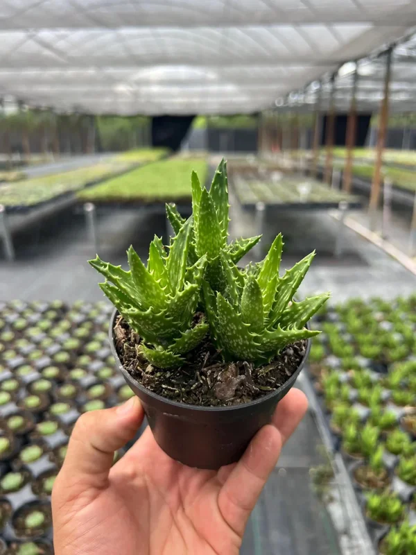 Tiger Tooth Aloe Live Plant - Aloe Juvenna in 4" Pot - Indoor/Outdoor Succulent - Image 2