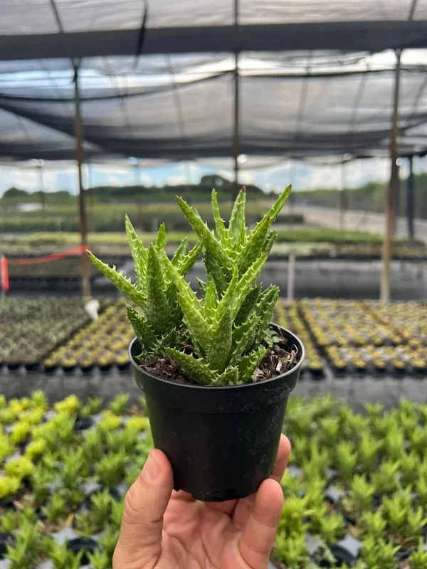 Tiger Tooth Aloe Live Plant - Aloe Juvenna in 4" Pot - Indoor/Outdoor Succulent Tiger Tooth Aloe Live Plant - Aloe Juvenna in 4" Pot - Indoor/Outdoor Succulent - Image 3