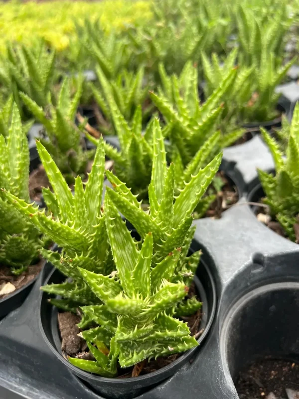 Tiger Tooth Aloe Live Plant - Aloe Juvenna in 4" Pot - Indoor/Outdoor Succulent Tiger Tooth Aloe Live Plant - Aloe Juvenna in 4" Pot - Indoor/Outdoor Succulent - Image 4