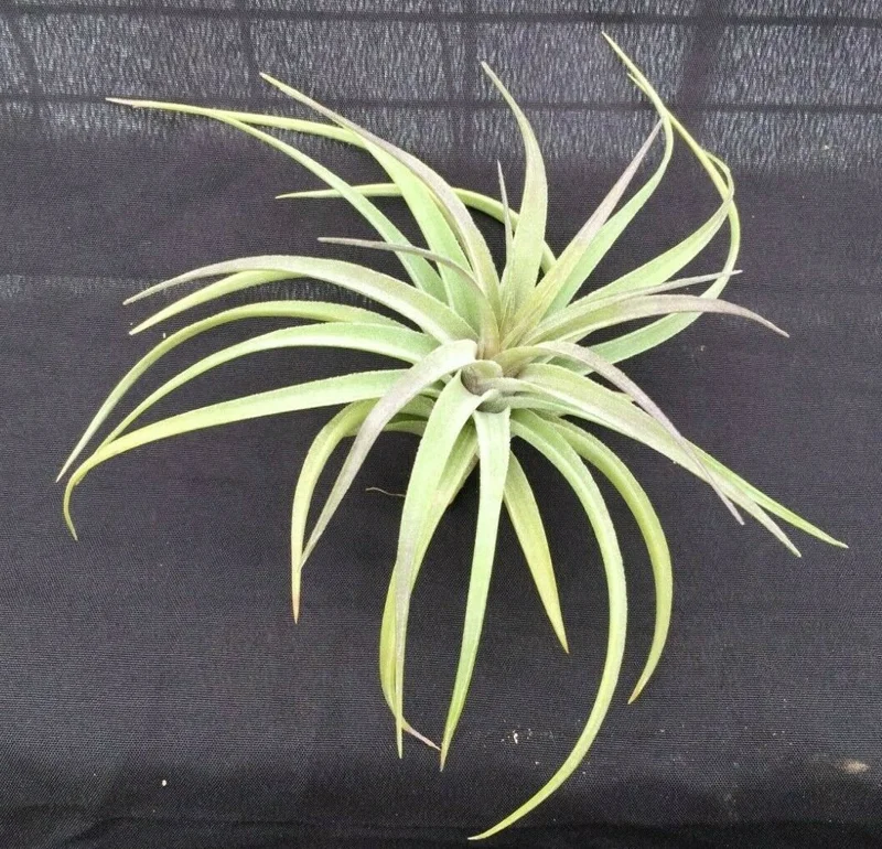 Tillandsia aeranthos Live Plant – Cold Hardy Air Plant – Indoor/Outdoor Decor - Image 2