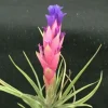 Tillandsia aeranthos Live Plant – Cold Hardy Air Plant – Indoor/Outdoor Decor Tillandsia aeranthos Live Plant – Cold Hardy Air Plant – Indoor/Outdoor Decor - Image 1