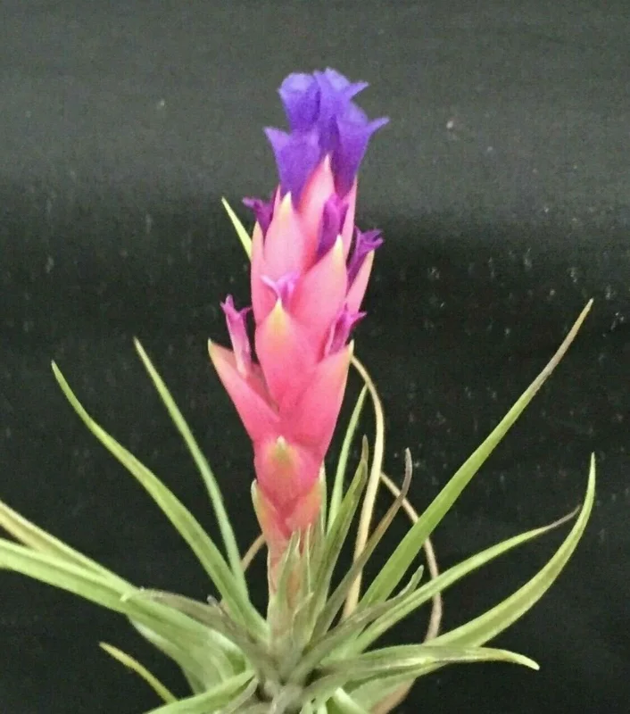 Tillandsia aeranthos Live Plant – Cold Hardy Air Plant – Indoor/Outdoor Decor - Image 1