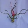 Tillandsia Bulbosa Air Plant – Live Plant – Exotic & Unusual – Indoor Decor - Image 1
