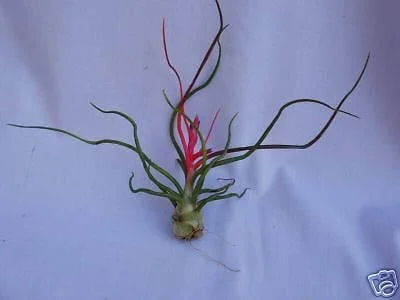 Tillandsia Bulbosa Air Plant – Live Plant – Exotic & Unusual – Indoor Decor - Image 1