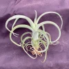 Tillandsia Curly Slim Live Air Plant - Unique Hybrid Bromeliad Indoor - Image 1