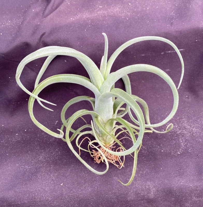 Tillandsia Curly Slim Live Air Plant - Unique Hybrid Bromeliad Indoor - Image 1