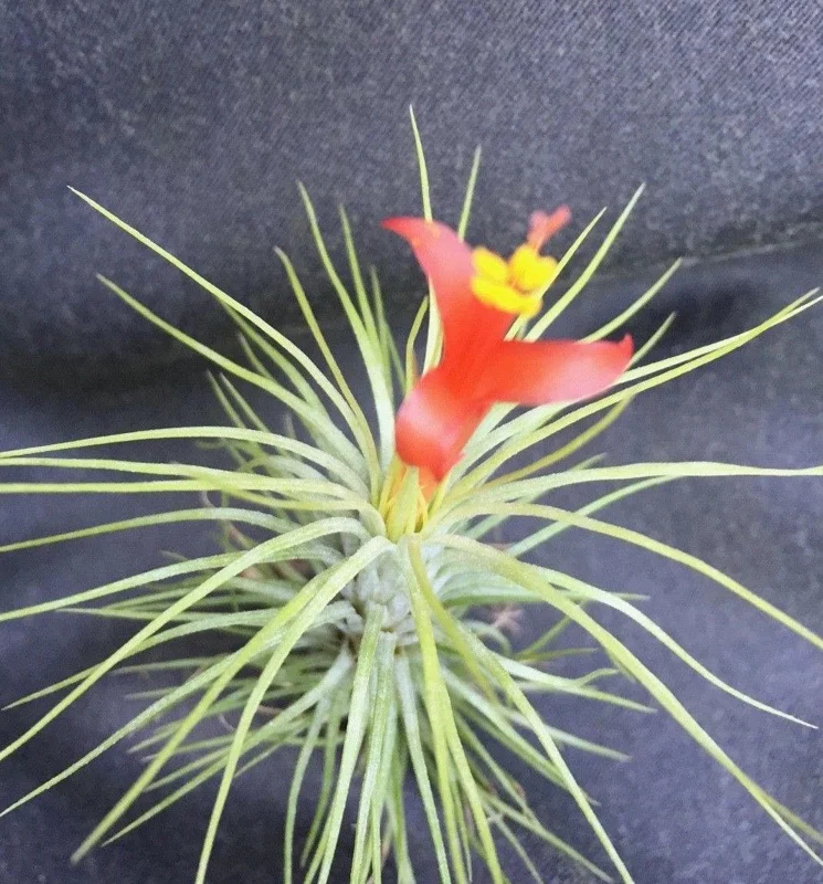 Tillandsia funkiana Live Air Plant – The Funky Air Plant – Easy Care Succulent - Image 2