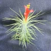 Tillandsia funkiana Live Air Plant - The Funky Air Plant Tillandsia funkiana Live Air Plant - The Funky Air Plant - Image 1