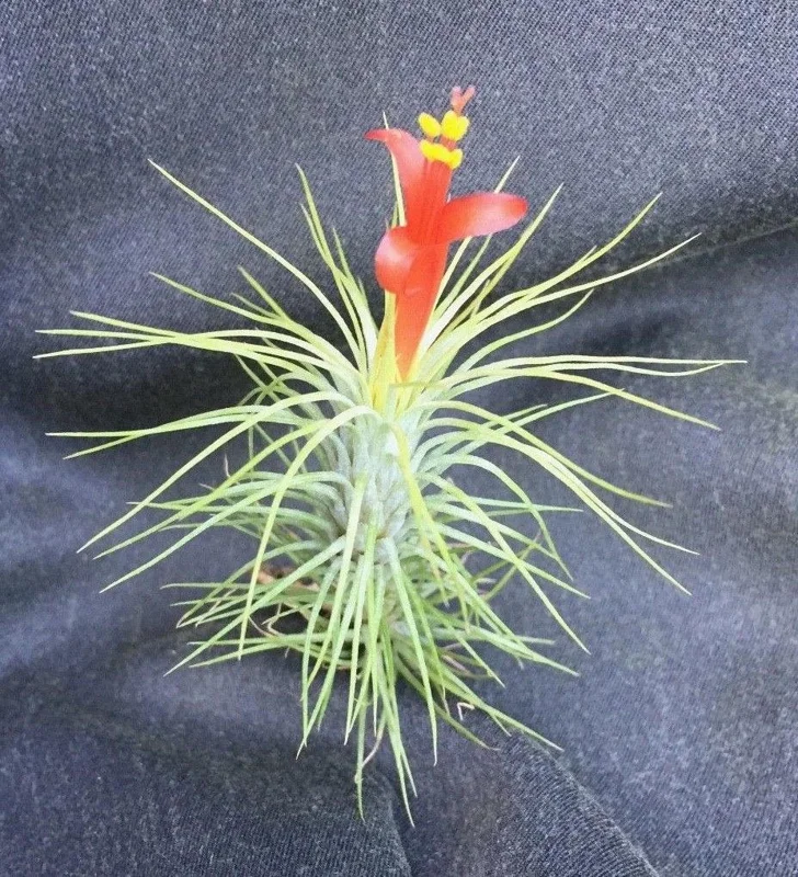 Tillandsia funkiana Live Air Plant - The Funky Air Plant - Image 1