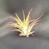 Tillandsia Ionantha Air Plant – The Blushing Bride – Live Indoor Plant Tillandsia Ionantha Air Plant – The Blushing Bride – Live Indoor Plant - Image 1