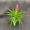 Tillandsia tenuifolia 'Emerald Forest' Live Air Plant - Easy Care Tillandsia tenuifolia 'Emerald Forest' Live Air Plant - Easy Care - Image 1