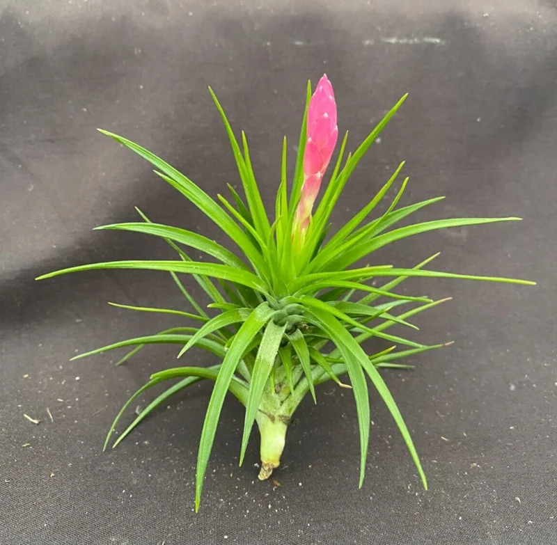 Tillandsia tenuifolia 'Emerald Forest' Live Air Plant - Easy Care Tillandsia tenuifolia 'Emerald Forest' Live Air Plant - Easy Care - Image 1