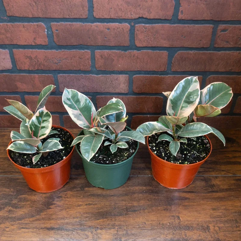 Tineke Rubber Tree Plant Ficus elastica – Live Plant – 6 inch Pot – Indoor & Outdoor - Image 2