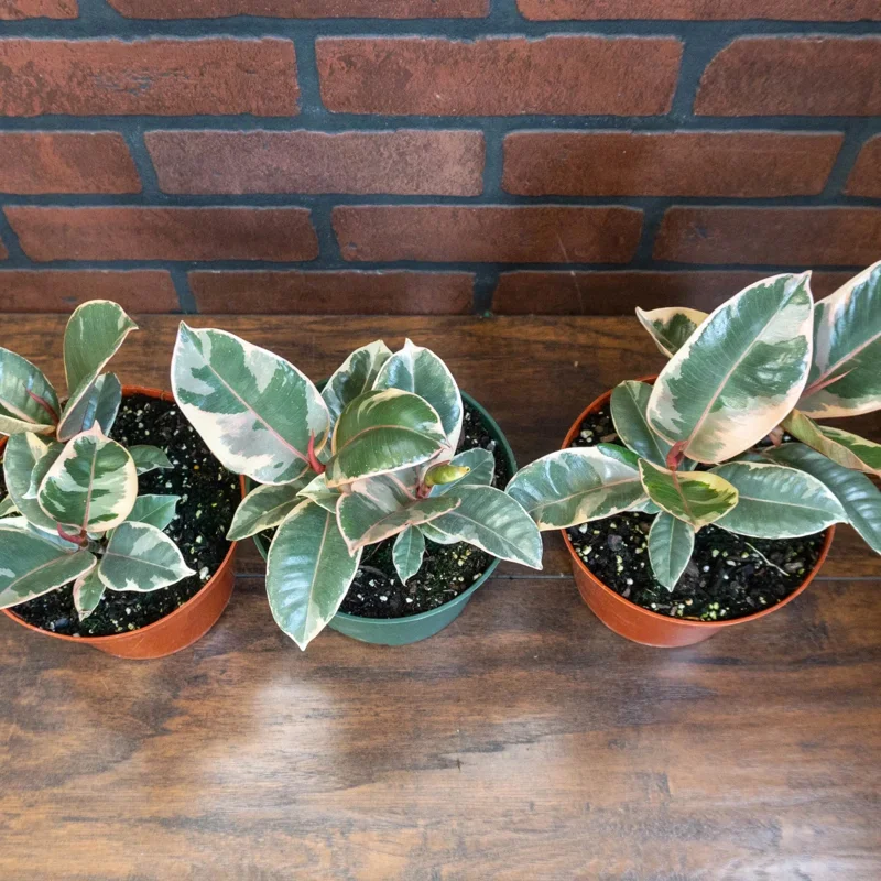 Tineke Rubber Tree Plant Ficus elastica – Live Plant – 6 inch Pot – Indoor & Outdoor Tineke Rubber Tree Plant Ficus elastica – Live Plant – 6 inch Pot – Indoor & Outdoor - Image 3