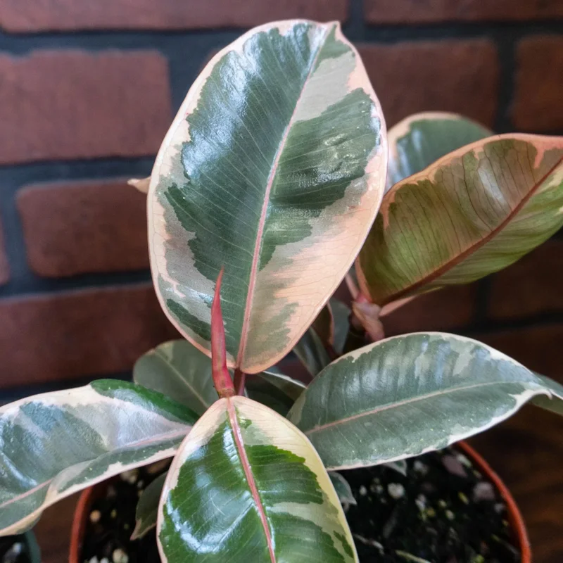 Tineke Rubber Tree Plant Ficus elastica – Live Plant – 6 inch Pot – Indoor & Outdoor - Image 1