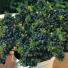 Top Hat Blueberry Live Plant - Edible Dwarf Fruit Bush - 5.25" Pot Top Hat Blueberry Live Plant - Edible Dwarf Fruit Bush - 5.25" Pot - Image 1