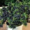 Top Hat Dwarf Blueberry Live Plant – 3" Pot – Sweet Edible Fruit - Image 1