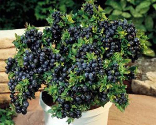 Top Hat Dwarf Blueberry Live Plant – 3" Pot – Sweet Edible Fruit - Image 1