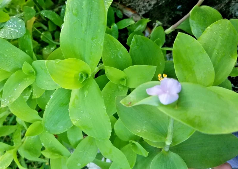 Tradescantia Brevifolia Green Queen Live Plant - Flowering Wandering Jewel - Image 2