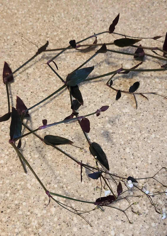 Tradescantia Gibasis 'Black Velvet Wandering Jewel' Live Plant - Potted Houseplant - Image 2