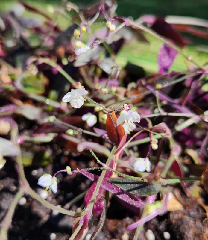 Tradescantia Gibasis 'Black Velvet Wandering Jewel' Live Plant - Potted Houseplant Tradescantia Gibasis 'Black Velvet Wandering Jewel' Live Plant - Potted Houseplant - Image 3