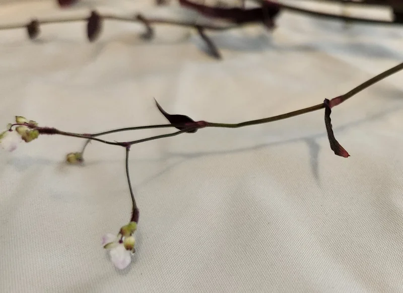 Tradescantia Gibasis 'Black Velvet Wandering Jewel' Live Plant - Potted Houseplant Tradescantia Gibasis 'Black Velvet Wandering Jewel' Live Plant - Potted Houseplant - Image 4