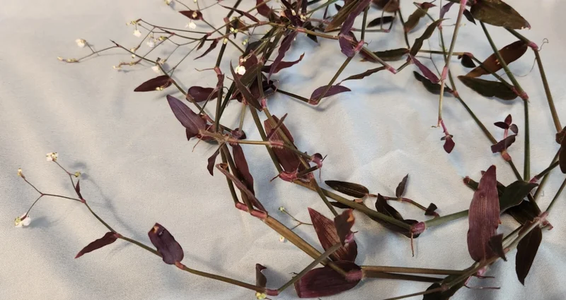 Tradescantia Gibasis 'Black Velvet Wandering Jewel' Live Plant - Potted Houseplant Tradescantia Gibasis 'Black Velvet Wandering Jewel' Live Plant - Potted Houseplant - Image 5