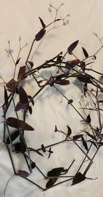 Tradescantia Gibasis 'Black Velvet Wandering Jewel' Live Plant - Potted Houseplant Tradescantia Gibasis 'Black Velvet Wandering Jewel' Live Plant - Potted Houseplant - Image 6