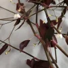 Tradescantia Gibasis 'Black Velvet Wandering Jewel' Live Plant - Potted Houseplant Tradescantia Gibasis 'Black Velvet Wandering Jewel' Live Plant - Potted Houseplant - Image 1