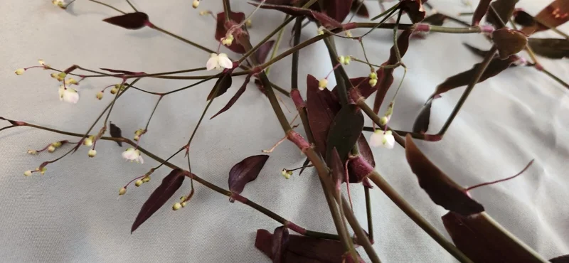 Tradescantia Gibasis 'Black Velvet Wandering Jewel' Live Plant - Potted Houseplant - Image 1