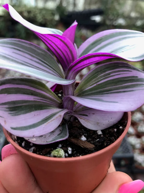 Tradescantia Nanouk Live Plant – Vibrant Pink & Green Trailing Houseplant – Variegated Bubblegum Lilac Tradescantia Nanouk Live Plant – Vibrant Pink & Green Trailing Houseplant – Variegated Bubblegum Lilac - Image 3