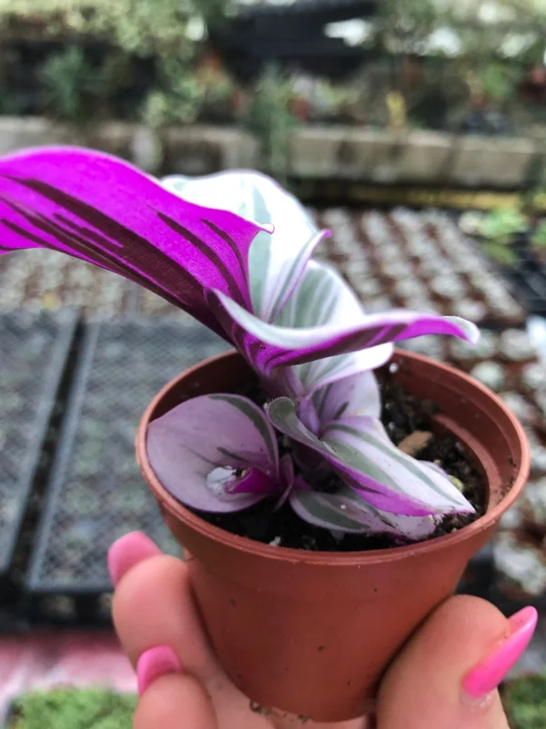 Tradescantia Nanouk Live Plant – Vibrant Pink & Green Trailing Houseplant – Variegated Bubblegum Lilac Tradescantia Nanouk Live Plant – Vibrant Pink & Green Trailing Houseplant – Variegated Bubblegum Lilac - Image 4