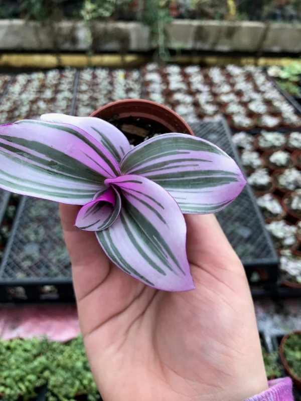 Tradescantia Nanouk Live Plant – Vibrant Pink & Green Trailing Houseplant – Variegated Bubblegum Lilac Tradescantia Nanouk Live Plant – Vibrant Pink & Green Trailing Houseplant – Variegated Bubblegum Lilac - Image 5