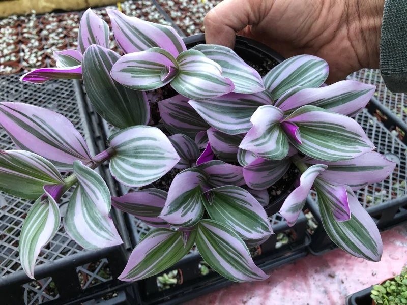 Tradescantia Nanouk Live Plant – Vibrant Pink & Green Trailing Houseplant – Variegated Bubblegum Lilac Tradescantia Nanouk Live Plant – Vibrant Pink & Green Trailing Houseplant – Variegated Bubblegum Lilac - Image 6