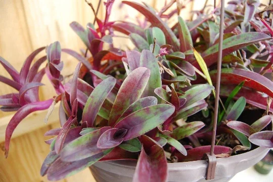 Tradescantia Pallida Tampicana Purple Heart Live Plant – Vibrant Foliage – Indoor/Outdoor - Image 2
