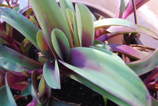 Tradescantia Pallida Tampicana Purple Heart Live Plant – Vibrant Foliage – Indoor/Outdoor Tradescantia Pallida Tampicana Purple Heart Live Plant – Vibrant Foliage – Indoor/Outdoor - Image 3