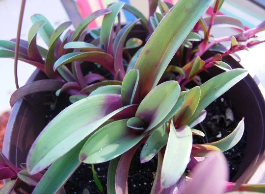 Tradescantia Pallida Tampicana Purple Heart Live Plant – Vibrant Foliage – Indoor/Outdoor Tradescantia Pallida Tampicana Purple Heart Live Plant – Vibrant Foliage – Indoor/Outdoor - Image 4