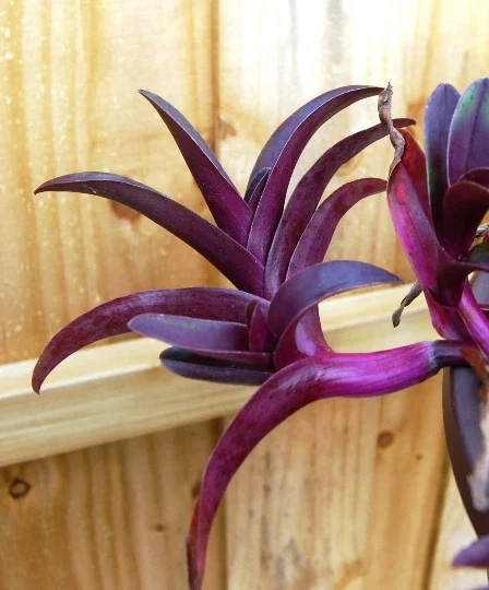 Tradescantia Pallida Tampicana Purple Heart Live Plant – Vibrant Foliage – Indoor/Outdoor Tradescantia Pallida Tampicana Purple Heart Live Plant – Vibrant Foliage – Indoor/Outdoor - Image 5