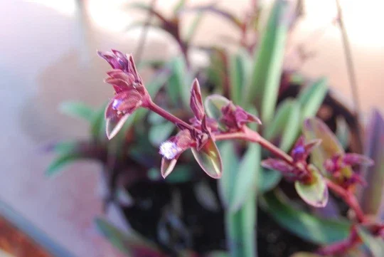 Tradescantia Pallida Tampicana Purple Heart Live Plant – Vibrant Foliage – Indoor/Outdoor - Image 1