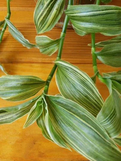 Tradescantia Sanna 'White Zebra' Live Plant – Variegated Wandering Jew Houseplant - Image 2