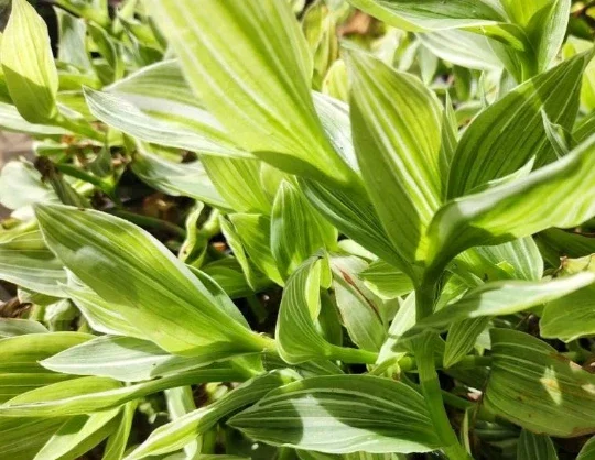 Tradescantia Sanna 'White Zebra' Live Plant – Variegated Wandering Jew Houseplant Tradescantia Sanna 'White Zebra' Live Plant – Variegated Wandering Jew Houseplant - Image 3