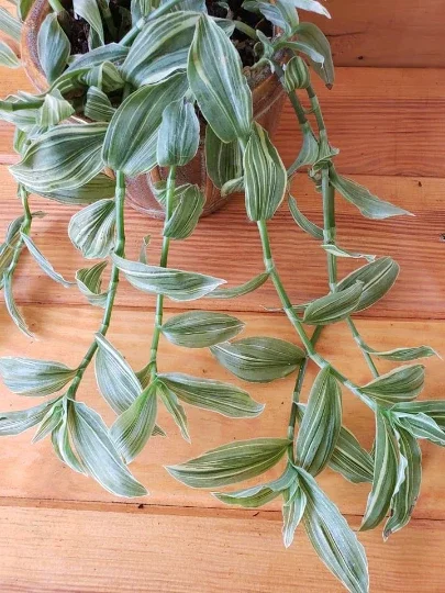Tradescantia Sanna 'White Zebra' Live Plant – Variegated Wandering Jew Houseplant Tradescantia Sanna 'White Zebra' Live Plant – Variegated Wandering Jew Houseplant - Image 4