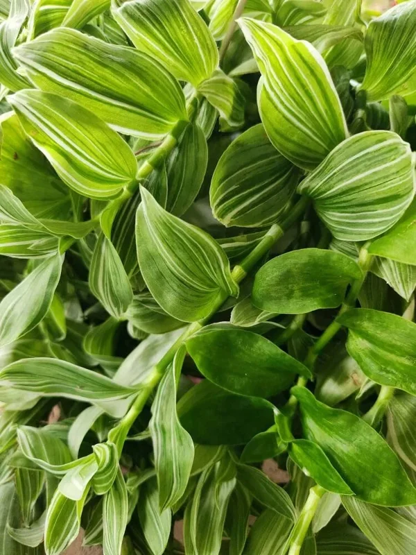 Tradescantia Sanna 'White Zebra' Live Plant – Variegated Wandering Jew Houseplant - Image 1